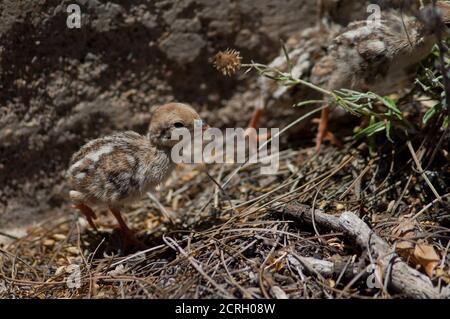 Küken von Rotbeinigen Rebhuhn Alectoris Rufa. Cruz de Pajonales. Der Nublo Rural Park. Tejeda. Gran Canaria. Kanarische Inseln. Spanien. Stockfoto