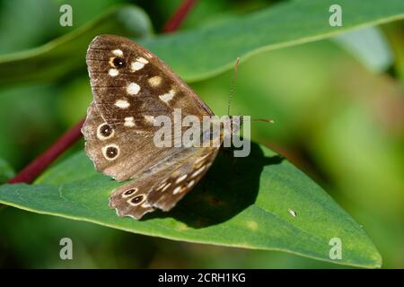 Speckled Wood Butterfly - Parage aegeria, Flügel auf Blatt geöffnet Stockfoto