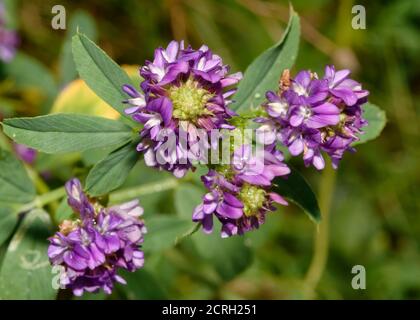 Luzern - Medicago sativa, blaue naturalisd Wildblume Stockfoto