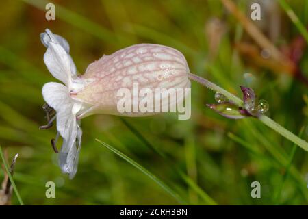 Sea Campion - Silene maritima, wächst auf alten Bleiminen in Mendip Hills Stockfoto