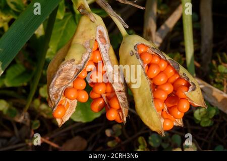 Stinkende Iris - Iris foetidissima, Orange Samen in der Hülse Stockfoto