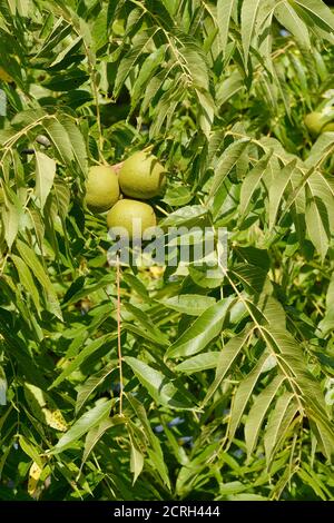 Butternut Tree - Juglans cinerea, Blätter & Nuss Stockfoto