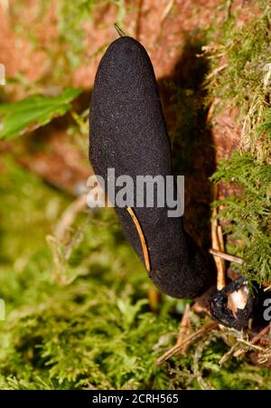 Totmannfinger Pilz - Xylaria polymorpha, auf Moos bedecktem Baumstamm Stockfoto