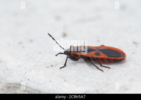 Mediterraner roter Käfer Scantius aegyptius. Schamann. Las Palmas de Gran Canaria. Gran Canaria. Kanarische Inseln. Spanien. Stockfoto