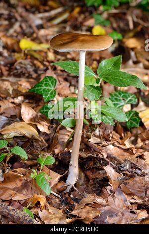 Wurzelpilz - Xerula radicata, in Buche Blattstreu Stockfoto