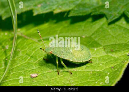 Hawthorn Shieldbug - Acanthosoma haemorrhoidale, vierte Instarnymphe auf dem Blatt Stockfoto