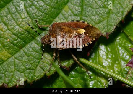 Gemeiner grüner Shieldbug - Palomena prasina, Winterfarbenform Stockfoto