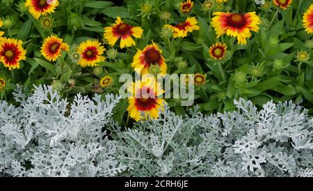 Bunte Blumenbeet kontrastierenden Eis weißen Laub und rot und gelb gaillardia Stockfoto