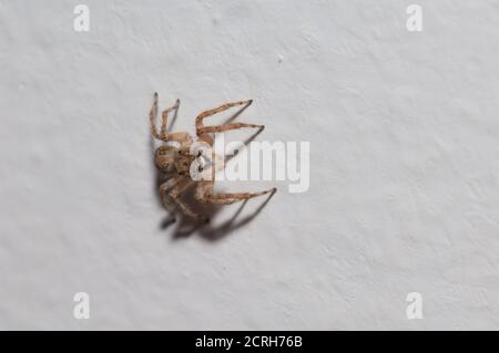 Adansons Hausspringer Hasarius adansoni. Cruz de Pajonales. Tejeda. Gran Canaria. Kanarische Inseln. Spanien. Stockfoto