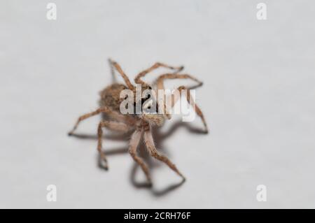 Adansons Hausspringer Hasarius adansoni. Cruz de Pajonales. Tejeda. Gran Canaria. Kanarische Inseln. Spanien. Stockfoto