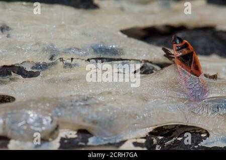 Mediterraner roter Käfer Scantius aegyptius gefangen in verfestigtem Harz der Kanarienkiefer. Alsandara. Inagua. Gran Canaria. Kanarische Inseln. Spanien. Stockfoto