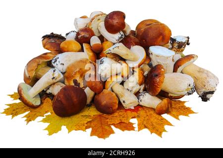 Haufen Steinpilze mit Herbst Ahornblätter isoliert auf Weißer Hintergrund Stockfoto
