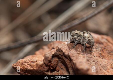 Weibliche Spinne, Aelurillus lucasi. Las Brujas Berg. Integral Natural Reserve von Inagua. Tejeda. Gran Canaria. Kanarische Inseln. Spanien. Stockfoto