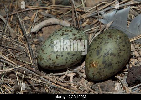 Nest mit Eiern der Gelbmöwe Larus michaellis atlantis. Der Nublo Rural Park. Mogan. Gran Canaria. Kanarische Inseln. Spanien. Stockfoto