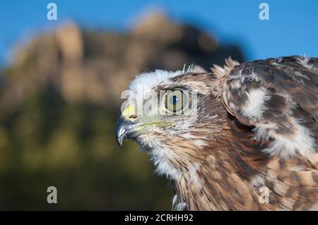 Küken von eurasischen Sperber Accipiter nisus granti. Der Nublo Rural Park. Tejeda. Gran Canaria. Kanarische Inseln. Spanien. Stockfoto