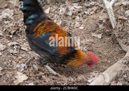 En Gallus gallus domesticus auf der Suche nach Lebensmitteln. Bildunschärfe, um Bewegungen zu suggerieren. Der Nublo Rural Park. Tejeda. Gran Canaria. Kanarische Inseln. Spanien. Stockfoto