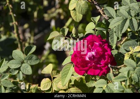 Nahaufnahme einer schönen floribunda Rose Stockfoto