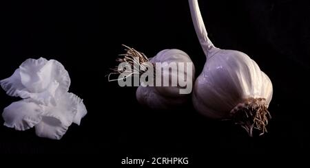 Frische weiße zwei Knoblauch-Set isoliert auf schwarzem Hintergrund Landwirtschaft Oberfläche Branding Präsentation. Stockfoto