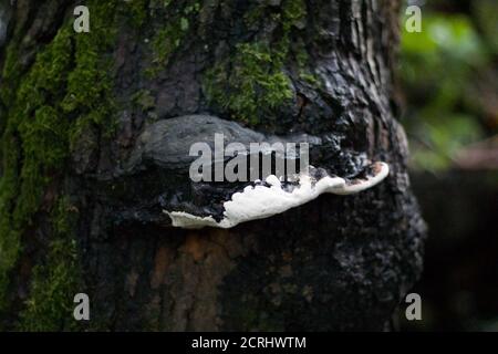 Schwarz-weiß Schimmelbildung auf feuchtem moosigen Baumstamm Stockfoto