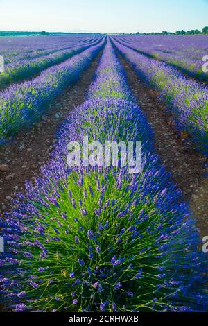 Lavendel-Feld. Brihuega, Provinz Guadalajara, Castilla La Mancha, Spanien. Stockfoto