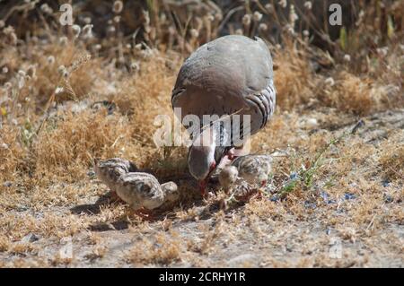 Weibchen und Küken von rotbeinigen Rebhühnern Alectoris rufa auf der Suche nach Nahrung. Naturschutzgebiet von Inagua. Tejeda. Gran Canaria. Kanarische Inseln. Spanien. Stockfoto