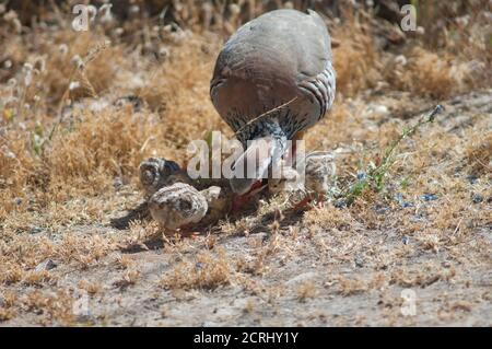 Weibchen und Küken von rotbeinigen Rebhühnern Alectoris rufa auf der Suche nach Nahrung. Naturschutzgebiet von Inagua. Tejeda. Gran Canaria. Kanarische Inseln. Spanien. Stockfoto