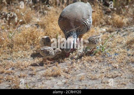 Weibchen und Küken von rotbeinigen Rebhühnern Alectoris rufa auf der Suche nach Nahrung. Naturschutzgebiet von Inagua. Tejeda. Gran Canaria. Kanarische Inseln. Spanien. Stockfoto