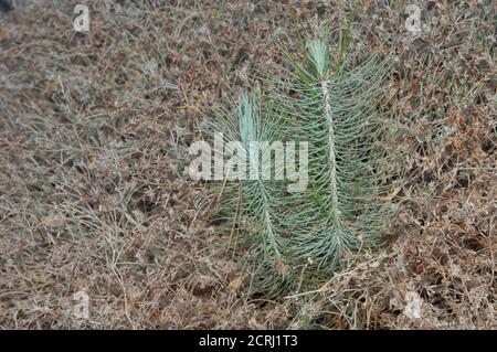 Knospen der Kanarischen Kiefern Pinus canariensis. Integral Natural Reserve von Inagua. Gran Canaria. Kanarische Inseln. Spanien. Stockfoto
