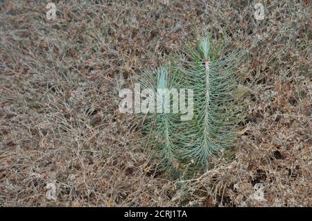 Knospen der Kanarischen Kiefern Pinus canariensis. Integral Natural Reserve von Inagua. Gran Canaria. Kanarische Inseln. Spanien. Stockfoto