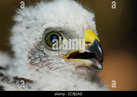 Küken eurasischen Sparrowhawk Accipiter nisus granti calling. Der Nublo Rural Park. Tejeda. Gran Canaria. Kanarische Inseln. Spanien. Stockfoto