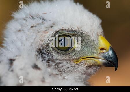 Küken von eurasischen Sperber Accipiter nisus granti. Der Nublo Rural Park. Tejeda. Gran Canaria. Kanarische Inseln. Spanien. Stockfoto