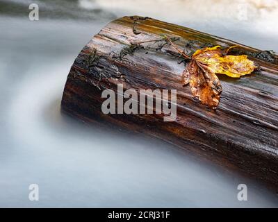 Gebrochenes rot oranges Ahornblatt schwimmt auf Baum im Fluss. Stockfoto