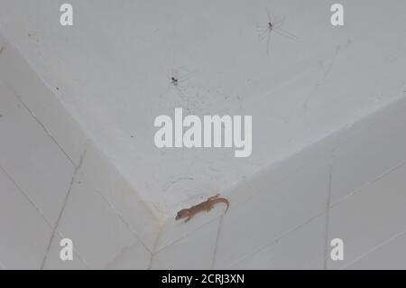 Böttgers Wandgecko Tarentola boettgeri und Erntemaschinen in der Decke eines Raumes. Cruz de Pajonales. Tejeda. Gran Canaria. Kanarische Inseln. Spanien. Stockfoto