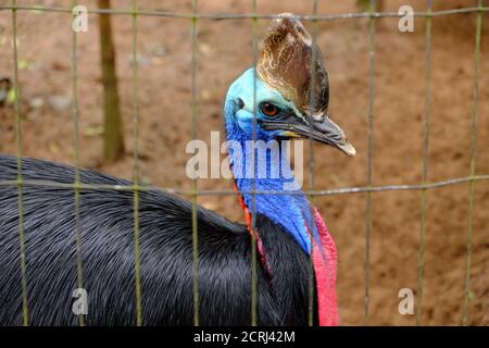 Brasilien Foz do Iguacu - Zoo - Parque das Aves Flugloser südlicher Cassowary-Vogel (Casuarius casuarius) Stockfoto