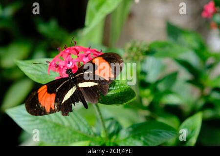 Brasilien Foz do Iguacu - Zoo - Parque das Aves Roter Postman Schmetterling (heliconius erato) auf einer tropischen Pflanze Stockfoto