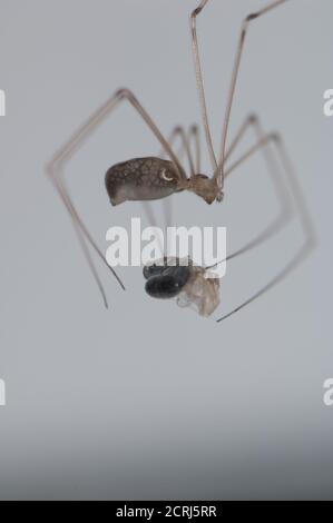 Harvestman wickelt eine Wespe in Seide. Cruz de Pajonales. Tejeda. Gran Canaria. Kanarische Inseln. Spanien. Stockfoto