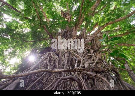 Century Old Balete Tree, Ballenpresse, Aurora, Philippinen Stockfoto