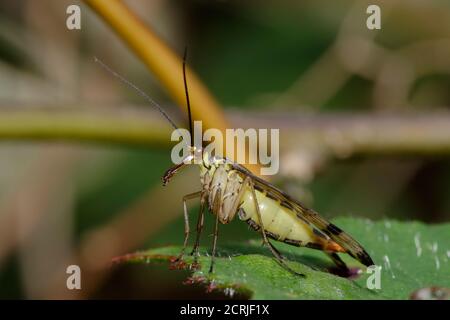 Scorpion Fly - Panorpa sp, Weibchen auf Brambleaf Stockfoto