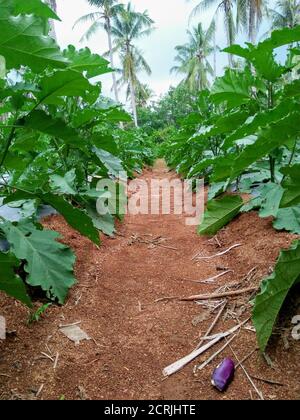 Vertikale Aufnahme von grünen Pflanzen Stockfoto