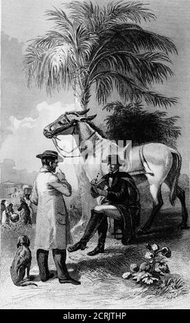 . Der Süden : eine Tour durch seine Schlachtfelder und zerstörten Städte, eine Reise durch die verwüsteten Staaten, und Gespräche mit den Menschen: Eine Beschreibung des gegenwärtigen Zustandes des Landes - seine Landwirtschaft - Eisenbahnen - Geschäft und Finanzen.. . ^ LI L JIIJL LJ I DAS S#:WTM5: XT : BAT^ICJLE F I IBXBS, ;■■■- QCU31924028782816 Stockfoto