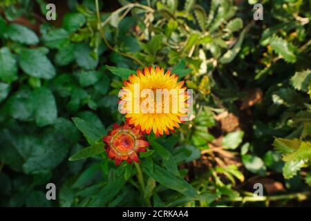 Helichrysum bracteatum aka die goldene ewige oder Strohblume. Stockfoto