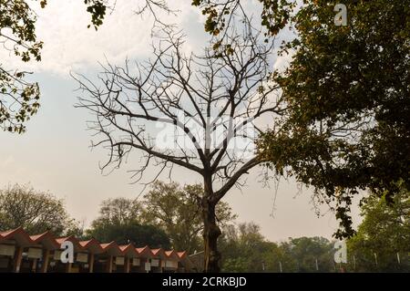 Ein großer Baum, der außerhalb des Zoos und alten Fort mit Himmel befindet. Stockfoto