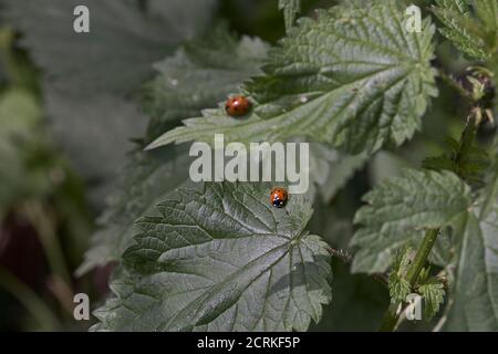 Marienkäfer auf Blättern Stockfoto