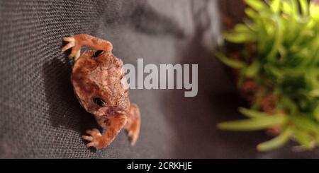 Frosch klettert auf schwarzem Hintergrund. Stockfoto