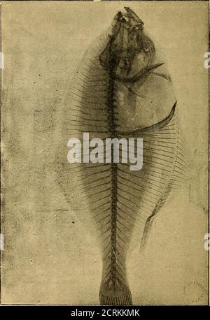 . Traité de radiographie médicale et scientifique : cours libre professé a l'écolepratique de la Faculté de Médecine de Paris, deuxième semestre de 1896-1897 . L A Abb. 161. - Grenouilleradiographiée. ETUDE DES ANIMAUX en histoire naturelle, les Services rendus par la décou-verte de Rœntgen ne se comptent plus. Les poissons (Abb. 162),les Reptilien (Abb. 163), les insectes, les animaux de grossetaille, cobye, écureuil, Chat, poulet, lapin,... ont, sansnécessiter la moindre dissection, révélé leur texture osseuse. Les fourrures épaisses des rongeurs ou les plumes desoiseaux nempêchent nullement Stockfoto