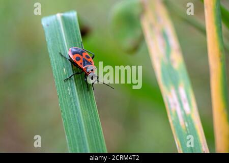 Pyrrhocoris apterus sitzt auf dem Gras. Makrofotografie. Nahaufnahme. Stockfoto