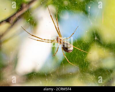 Spinne im Netz. Nahaufnahme. Makrofotografie. Stockfoto