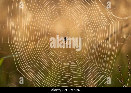 Gartenspinne (Araneus) in ihrem Netz, auf der Heide, beleuchtet durch Sonnenlicht. Deutschland, Schönbuch. Stockfoto