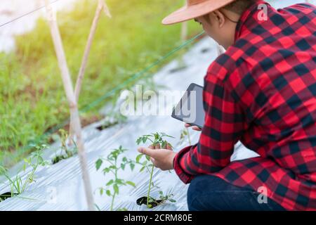 Close up Hand der asiatischen Junglandwirte nutzt die Forschungs-Tablette und untersucht die Entwicklung von Tomatensorten auf dem Feld. Um die Produ zu erhöhen Stockfoto