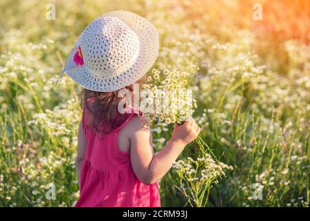 Glückliches kleines Mädchen in einem Strohhut mit einem Strauß Gänseblümchen. Mädchen zu Fuß auf einem Blumenfeld an einem sonnigen Sommertag Stockfoto